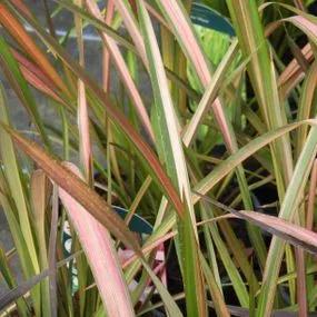 Jester Flax Lily Plants (Phormium Jester) 1